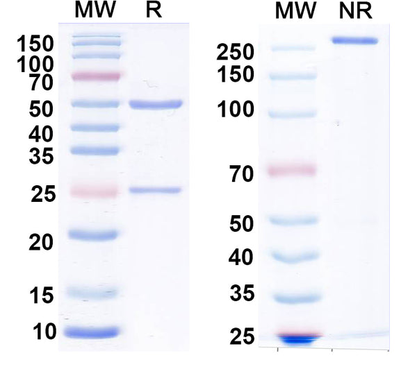SDS-PAGE for Anti-Glycine receptor Alpha3 Antibody (N424/45)