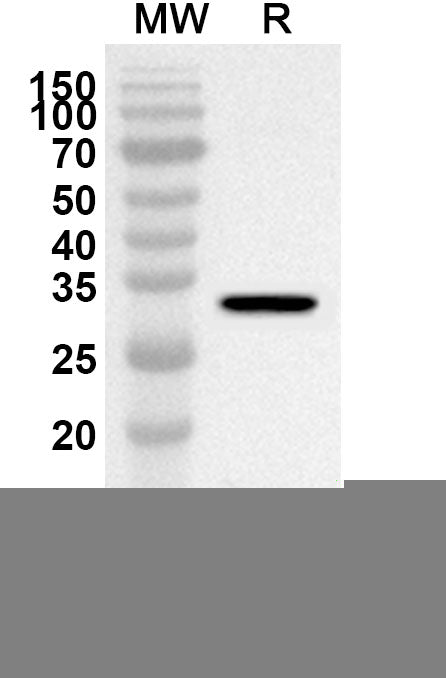 Western blot analysis was performed using anti-Human PLAU polyclonal antibody at 1ug/mL on recombinant Human PLAU (Catalog No. HF540012).