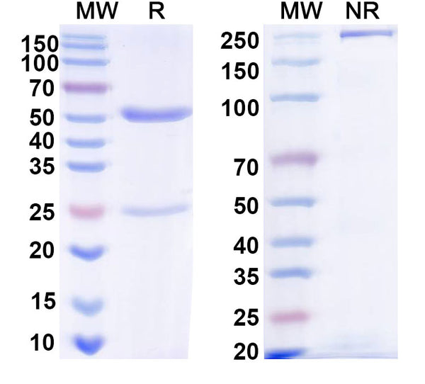 SDS-PAGE for Anti-Human IL33 Antibody (C2_2E12)