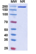 Anti-Human IL-33 Reference Antibody (Etokimab) – Figure 1 of 1