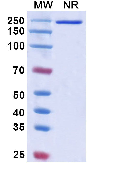 Anti-Human IL-33 Reference Antibody (Etokimab) – Figure 1 of 1