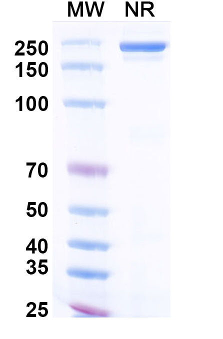 Anti-Human IL-33 Reference Antibody (Itepekimab) – Figure 1 of 1
