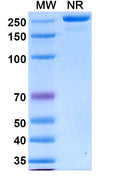 Anti-Human IL-33 Reference Antibody (Torudokimab) – Figure 1 of 1