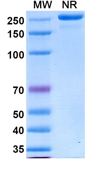 Anti-Human IL-33 Reference Antibody (Torudokimab) – Figure 1 of 1