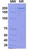 Anti-Human IL-33 Reference Antibody (Tozorakimab) – Figure 1 of 1