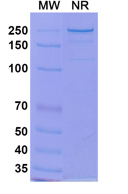 Anti-Human IL-33 Reference Antibody (Tozorakimab) – Figure 1 of 1