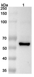 Western blot analysis was performed using anti-USP2 polyclonal antibody at 1μg/ml on various samples.
Lane 1: NIH3T3 cell lysate