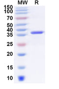 Recombinant Human SDC3 Protein, N-His-KSI