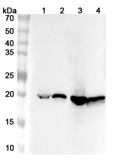 Western blot analysis was performed using anti-CRYAB polyclonal antibody at CRYAB on various samples.
Lane 1: Mouse heart lysate
Lane 2: Rat heart lysate
Lane 3: Mouse eye lysate
Lane 4: Rat eye lysate