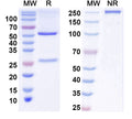 SEC-HPLC detection for InVivoMAb Anti-Human IFNA1/Interferon alpha-D (ABV0160).