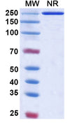 Anti-Human IFN-alpha 1 Reference Antibody (Sifalimumab) – Figure 1 of 1