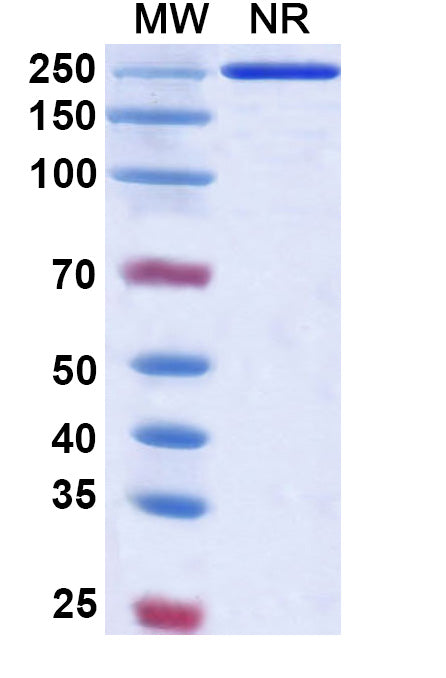Anti-Human IFN-alpha 1 Reference Antibody (Sifalimumab) – Figure 1 of 1
