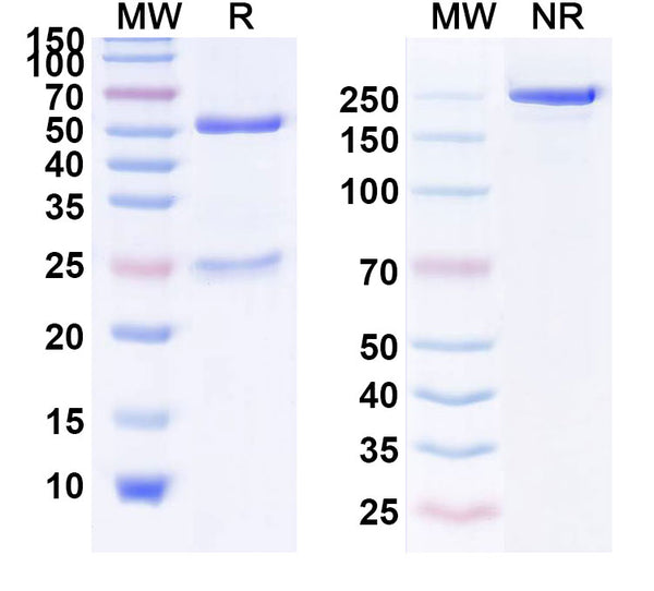 Anti-Human IL-38/IL-1F10 Reference Antibody (Faralimomab) – Figure 1 of 1
