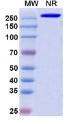Anti-Human IFN-alpha 1 Reference Antibody (Rontalizumab) – Figure 1 of 2