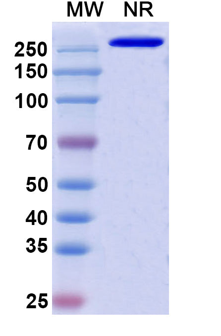 Anti-Human IFN-alpha 1 Reference Antibody (Rontalizumab) – Figure 1 of 2
