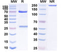 Anti-Human IFNA Reference Antibody (AGS-009) – Figure 1 of 1