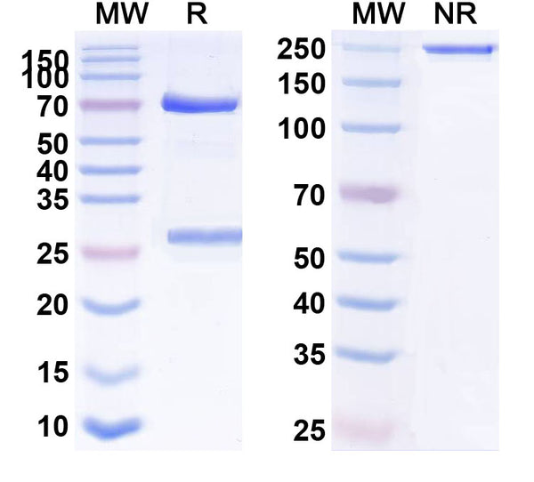 Anti-Human IFNA Reference Antibody (AGS-009) – Figure 1 of 1