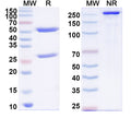 SDS-PAGE for Anti-Human FOS Antibody (N486/76)