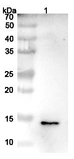 SEC-HPLC detection for InVivoMAb Anti-Human IGF2 (ABV0140).