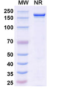 Anti-Human SLC34A2 Reference Antibody (Lifastuzumab) – Figure 1 of 1