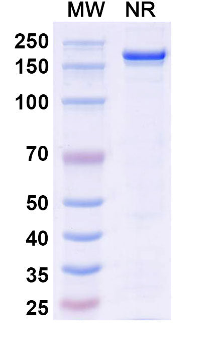 Anti-Human SLC34A2 Reference Antibody (Lifastuzumab) – Figure 1 of 1