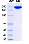 Anti-Human SLC34A2 Reference Antibody (Upifitamab) – Figure 1 of 1