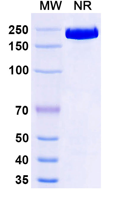 Anti-Human SLC34A2 Reference Antibody (Upifitamab) – Figure 1 of 1