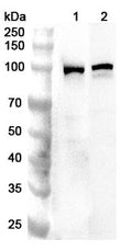 Western blot analysis was performed using anti-PED5A polyclonal antibody at 1ug/mL on various samples.
Lane 1: Mouse lung lysate
Lane 2: Rat lung lysate
