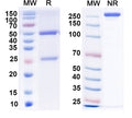 SDS-PAGE for Anti-BAF53a Antibody (N336B/26)