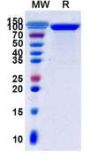 Recombinant Human CD108/SEMA7A Protein, C-Fc
