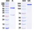SDS-PAGE for Anti-Human F10/Factor X Antibody (SAA1800)
