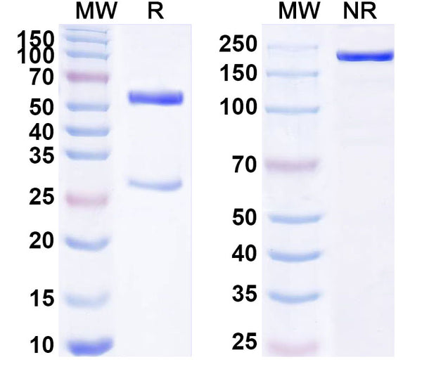 SDS-PAGE for Anti-Human F10/Factor X Antibody (SAA1800)