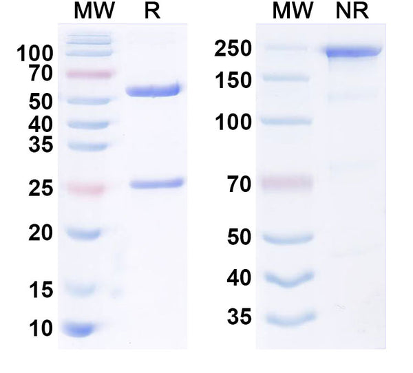 Anti-Human LGR5/GPR49 Reference Antibody (18G7H6A3) – Figure 1 of 1