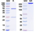 SDS-PAGE for InVivoMAb Anti-Human PTP4A3/PRL3 Antibody (Iv0170)