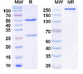 SDS-PAGE for InVivoMAb Anti-Human thrombin Antibody (Iv0119).