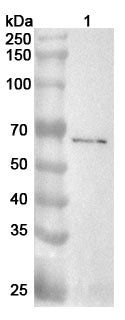 Western blot analysis was performed using anti-F2  polyclonal antibody at 1ug/mL on various samples.
Lane 1: HepG2 cell lysate