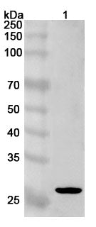 Western blot analysis was performed using anti-PTTG1  polyclonal antibody at 1ug/mL on various samples.
Lane 1: Daudi cell lysate