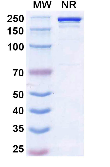 Anti-Human Complement Factor B Reference Antibody (Ruxoprubart) – Figure 1 of 1