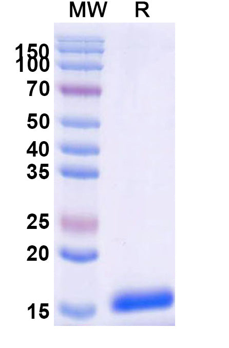 SDS-PAGE for Anti-Human C3 Nanobody (SAA0981)