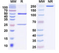 SDS-PAGE for InVivoMAb Anti-Human F12 Antibody (Iv0164).