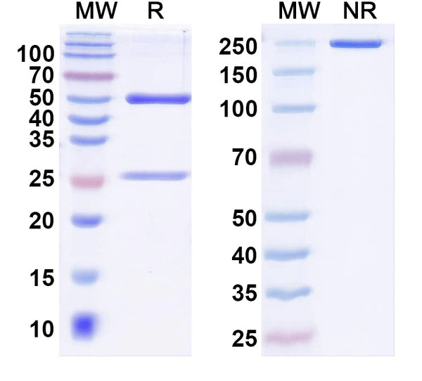 SDS-PAGE for InVivoMAb Anti-Human F12 Antibody (Iv0164).