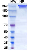 Anti-Human Coagulation Factor XII Reference Antibody (Garadacimab) – Figure 1 of 1