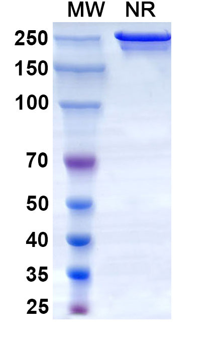 Anti-Human Coagulation Factor XII Reference Antibody (Garadacimab) – Figure 1 of 1