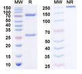 SDS-PAGE for Anti-Human EED IP Antibody (SAA0245)