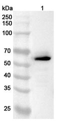 Western blot analysis was performed using anti-LUC7L3 polyclonal antibody at 1ug/mL on various samples.
Lane 1: Jurkat cell lysate