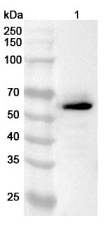Western blot analysis was performed using anti-LUC7L3 polyclonal antibody at 1ug/mL on various samples.
Lane 1: Jurkat cell lysate