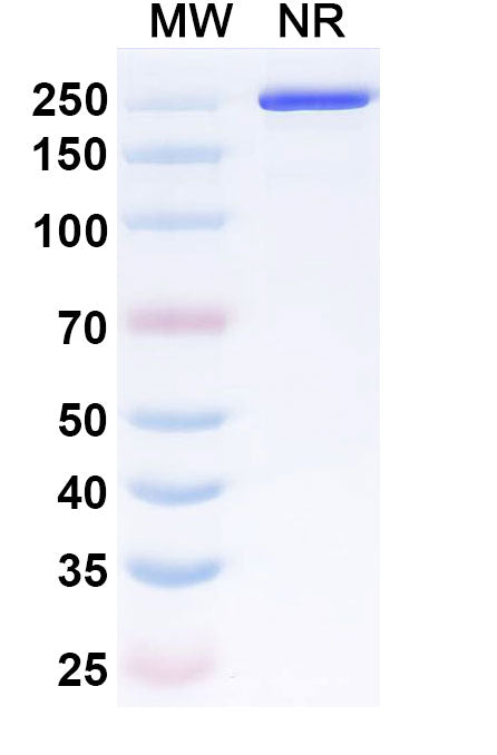 Anti-Human Lymphotoxin-alpha/TNF-beta Reference Antibody (Pateclizumab) – Figure 1 of 1