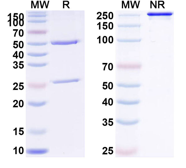 Anti-Human Complement C5 Reference Antibody (Ravulizumab) – Figure 1 of 2