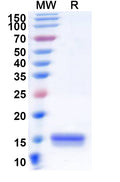 SDS-PAGE for Anti-Human C5 Nanobody (SAA1365)
