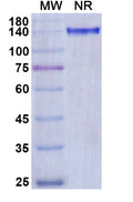Anti-Human Complement C5 Reference Antibody (Olendalizumab) – Figure 1 of 2